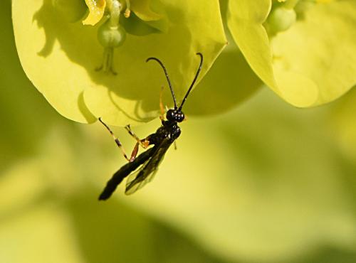 Réf. 302 856 : Pimplinae inconnu
